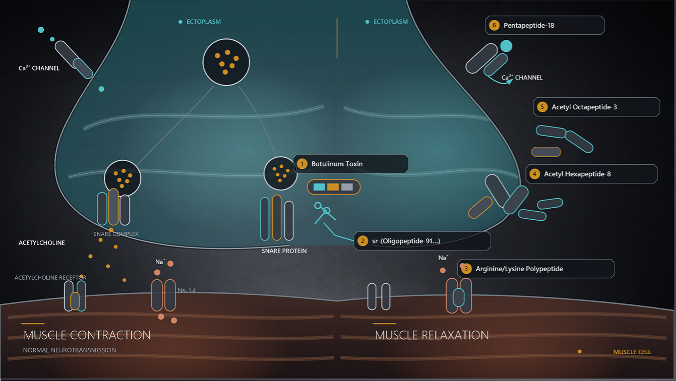 BOTA neurotransmission diagram with labelled peptide pathways