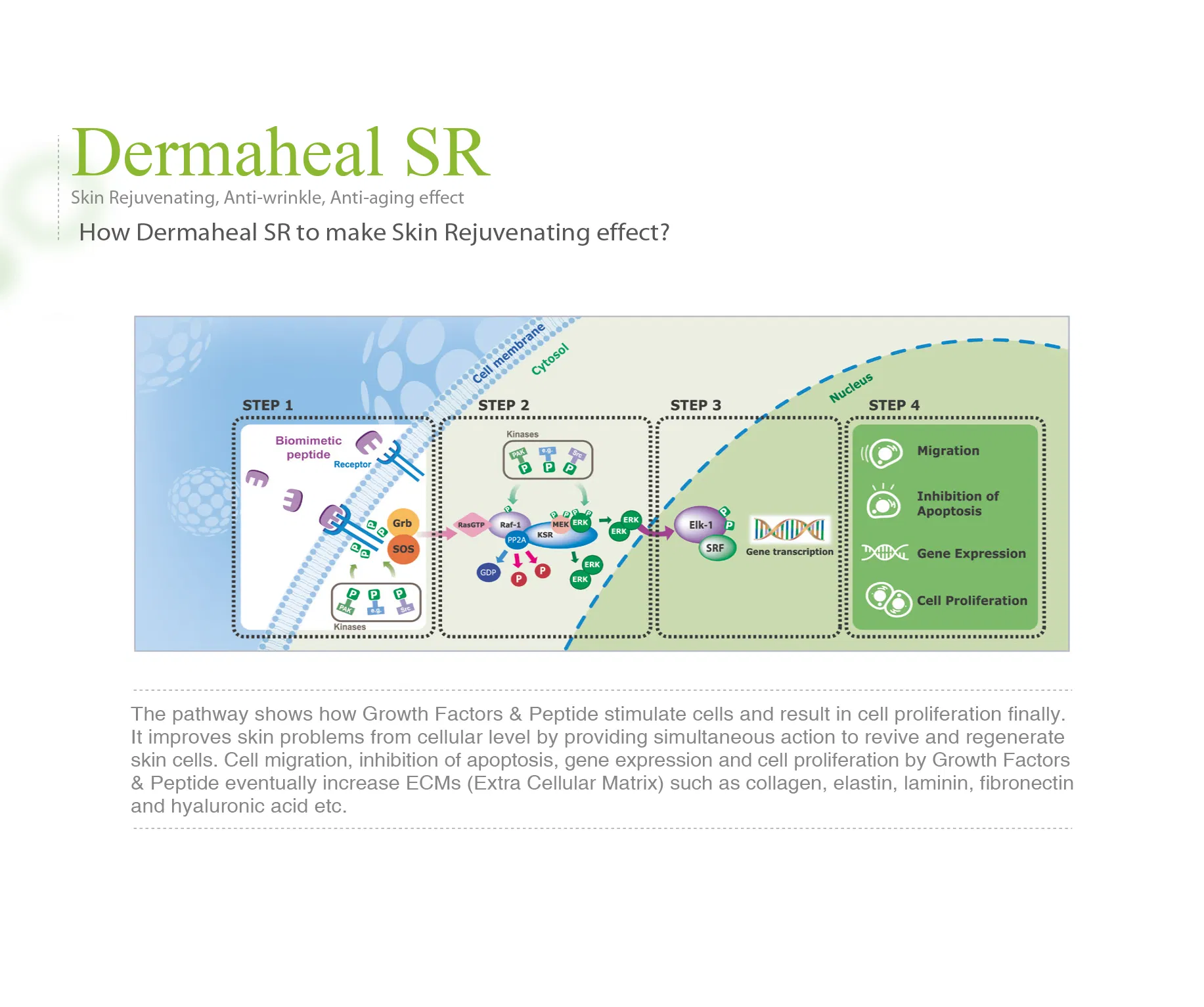 Dermaheal SR · product information