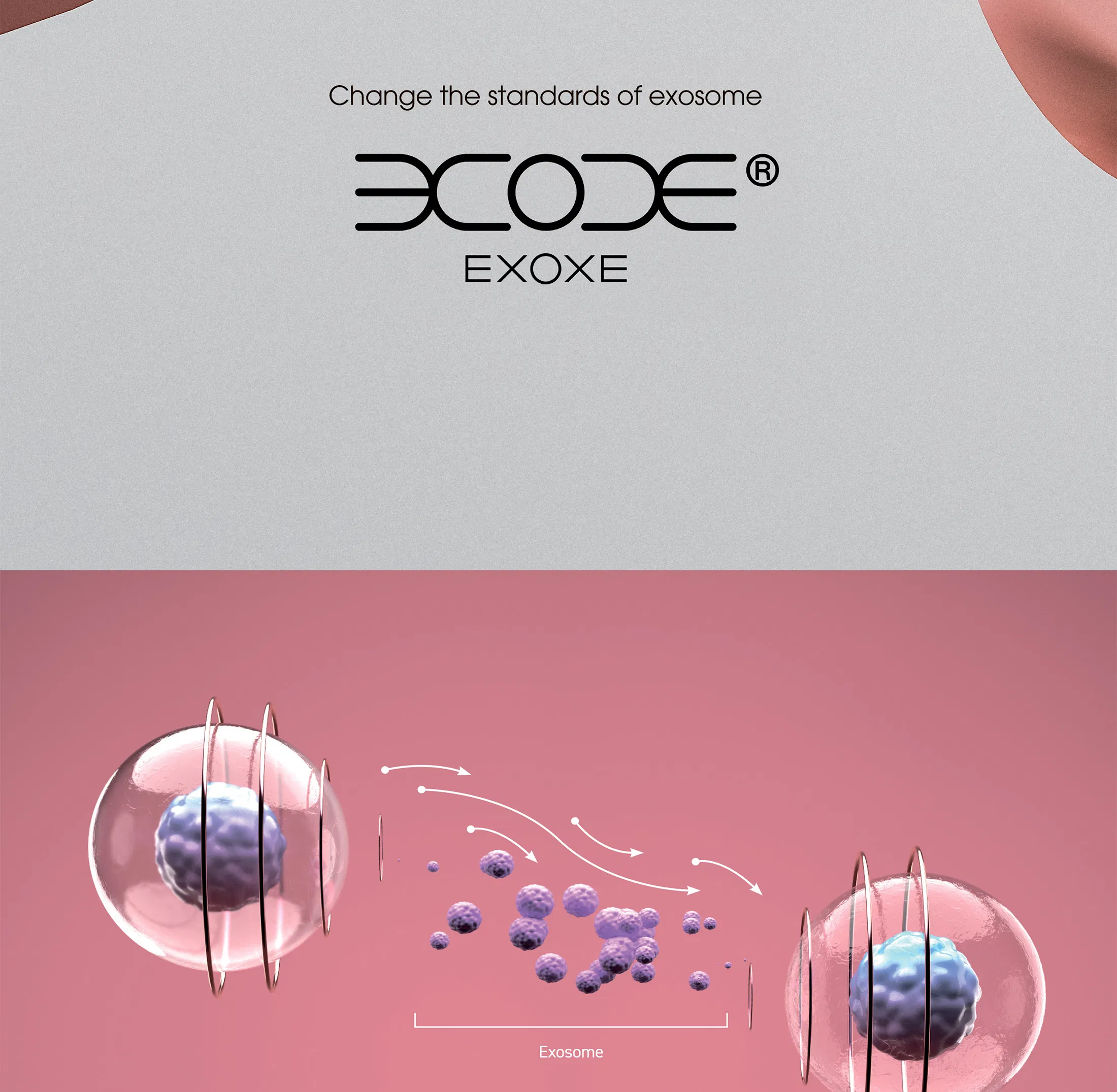 EXOXE · información del producto