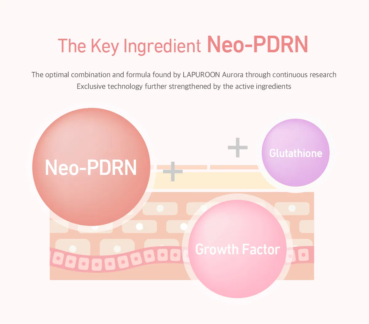 Lapuroon Aurora Super · product information