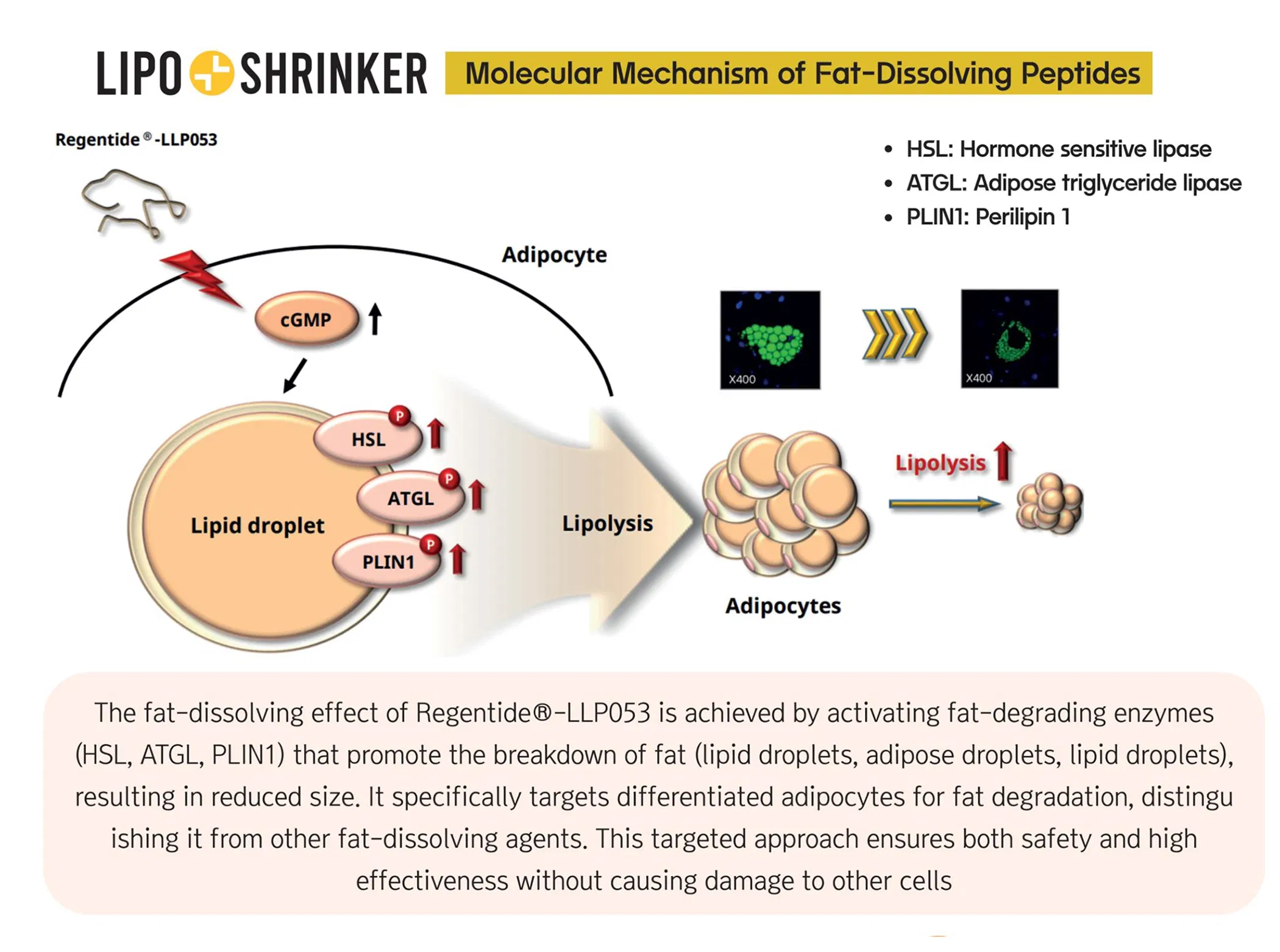 Lipo Shrinker (1 vial) · product information