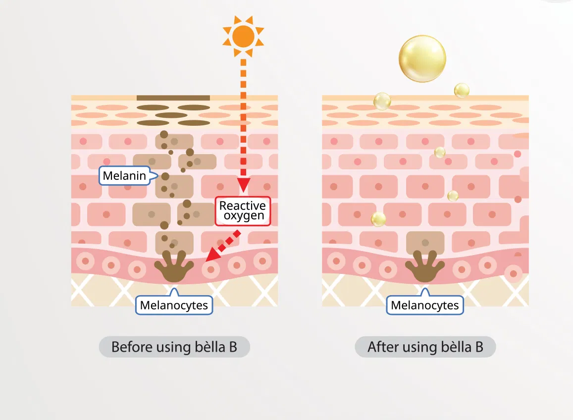 Aestacell Bèlla B · product information