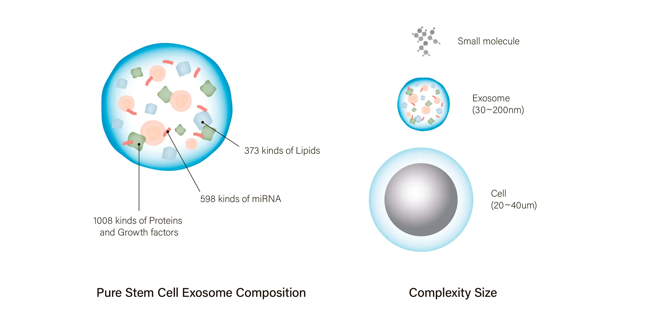 HAIRNA Exosome Hair Fill · información del producto