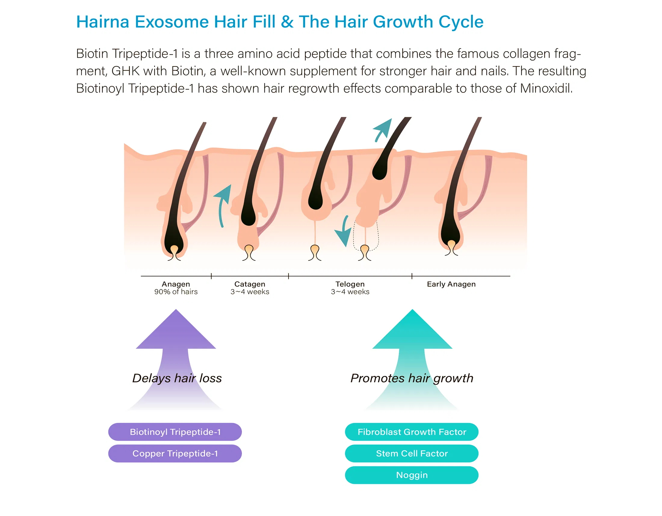 HAIRNA Exosome Hair Fill · información del producto