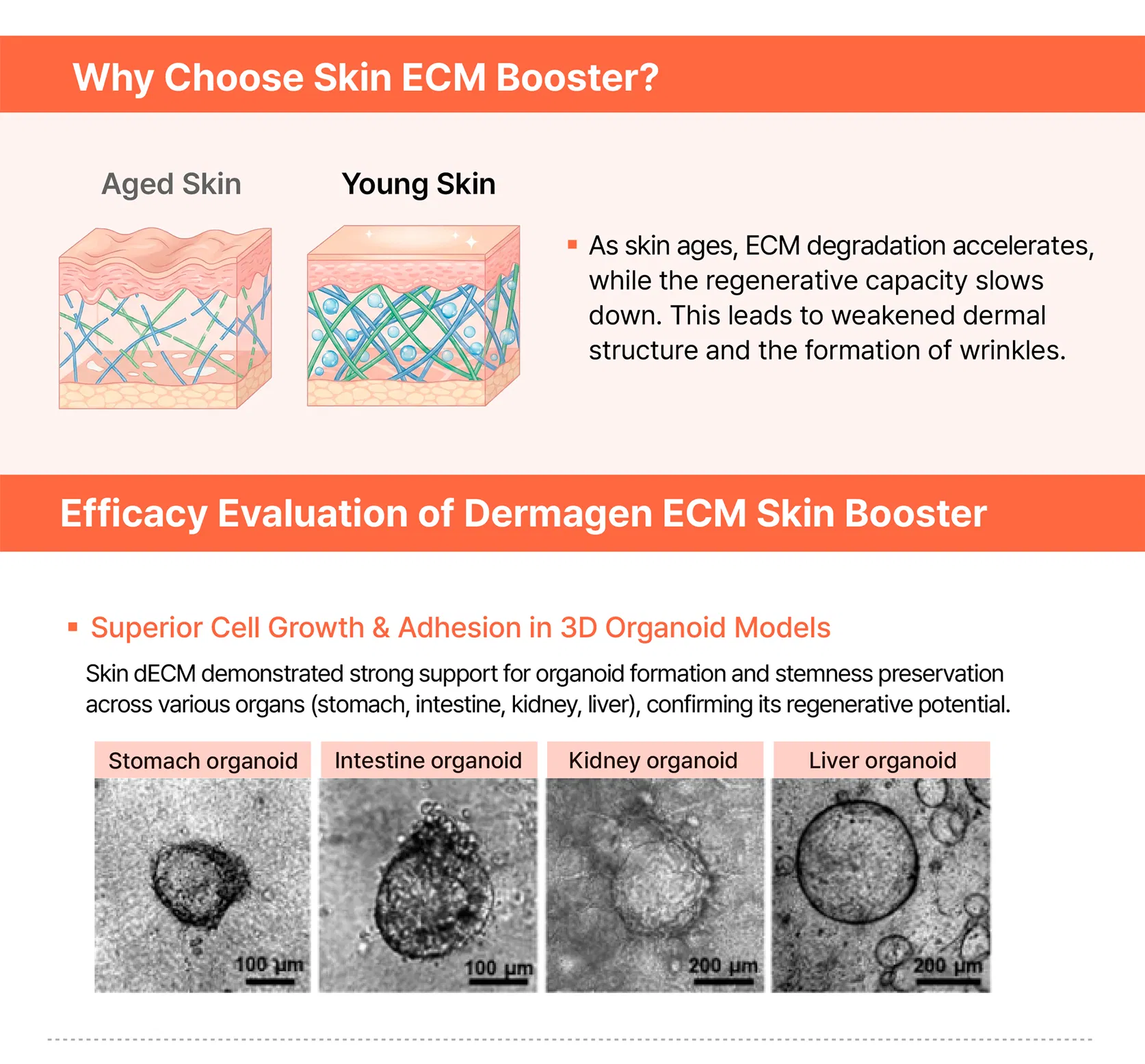 Dermagen Plus ECM · product information
