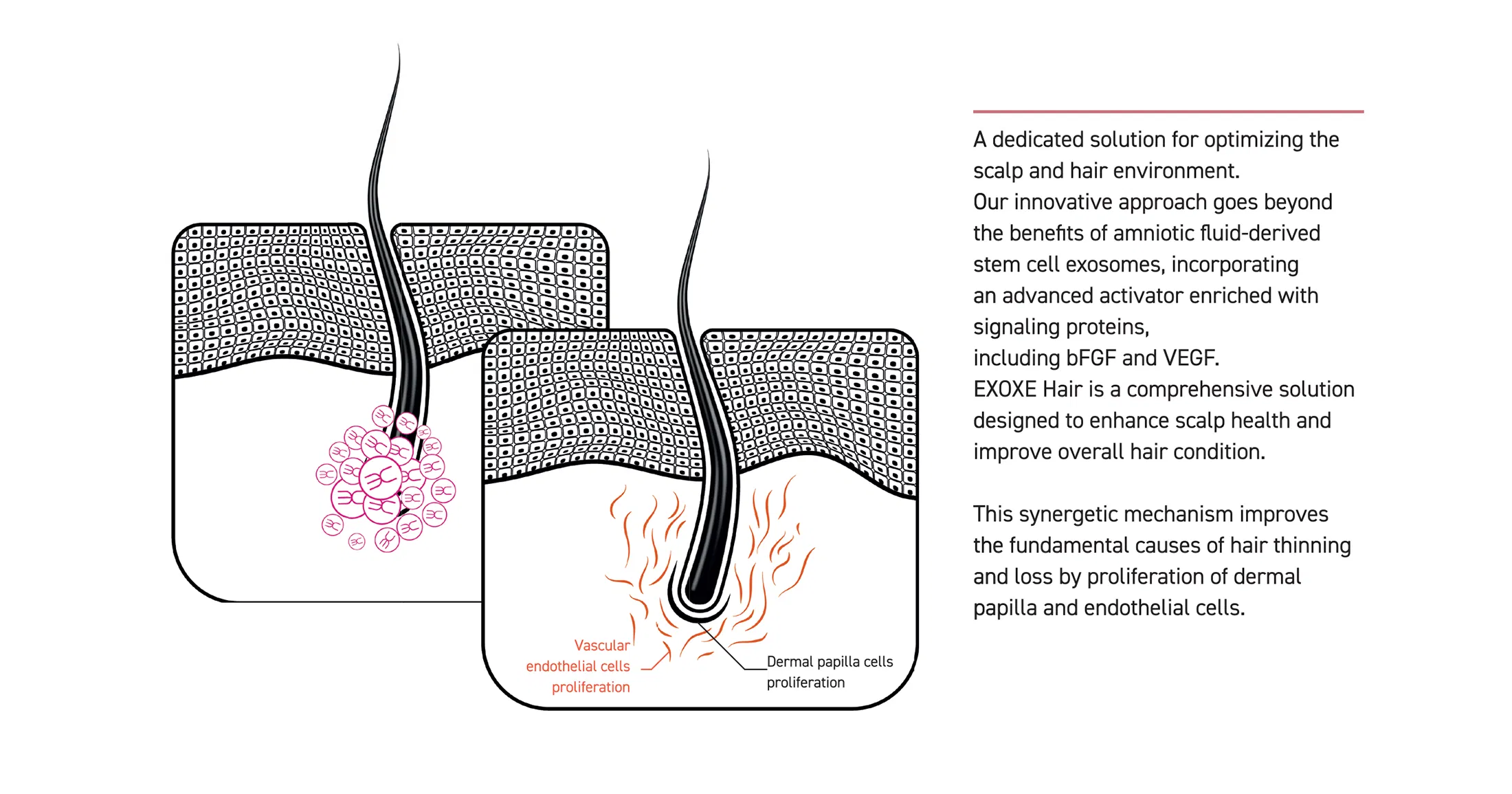 Exoxe Hair · product information