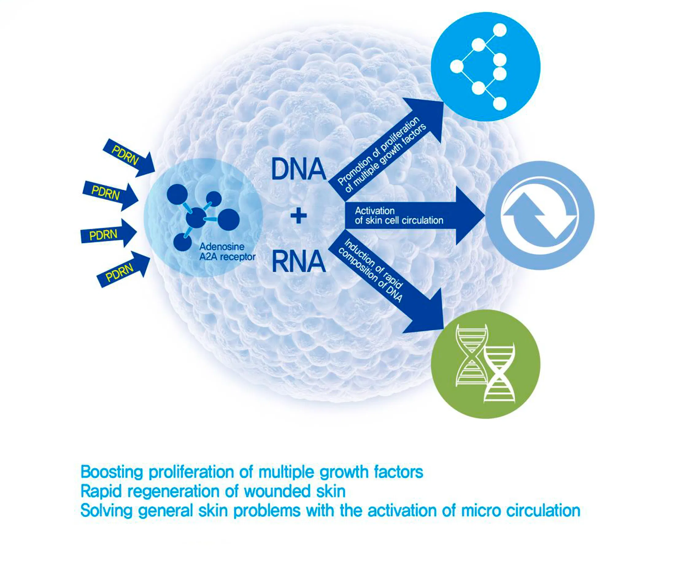 Kiara Reju · product information