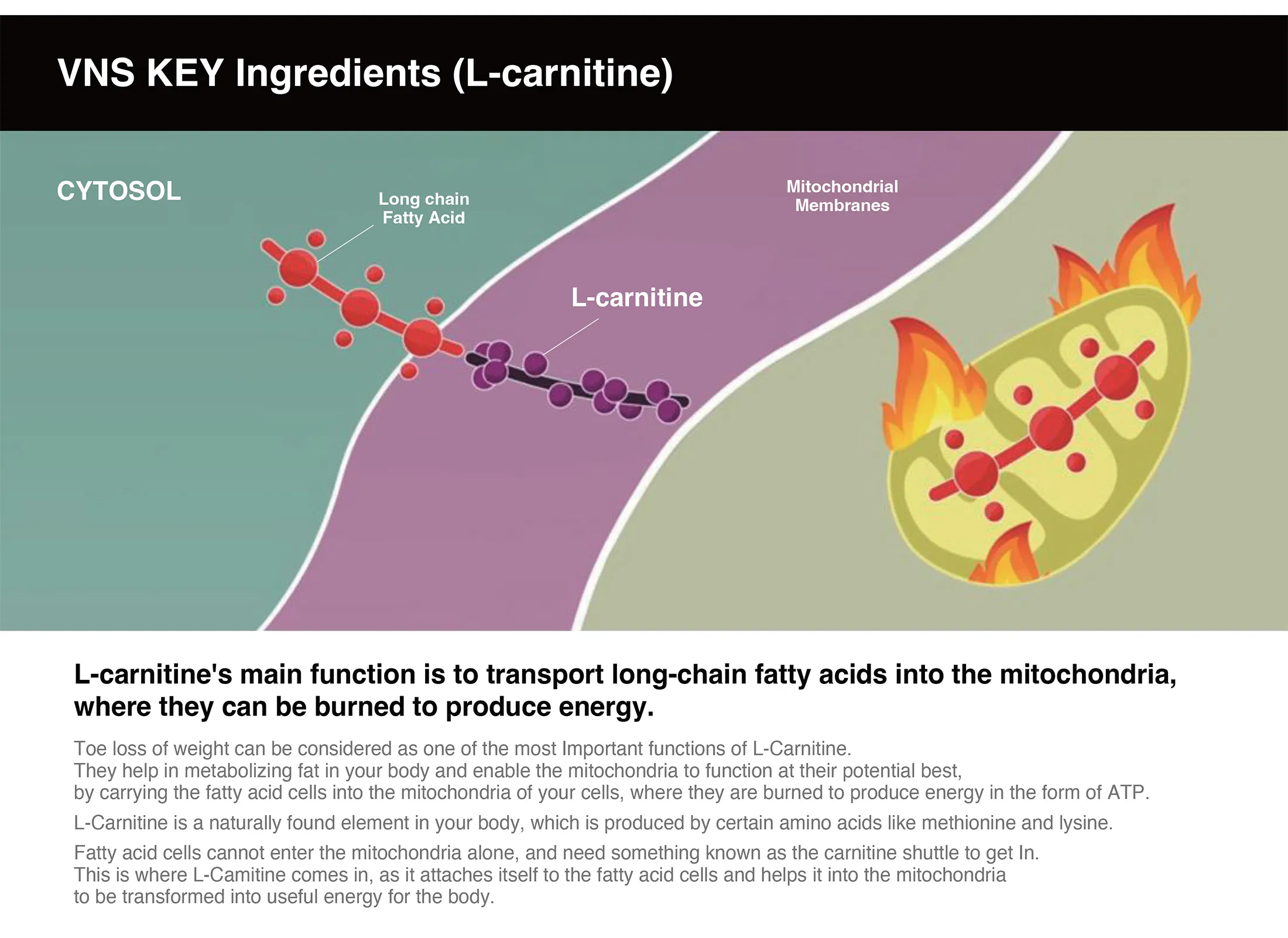 VNS - Lipolytic Solution · product information